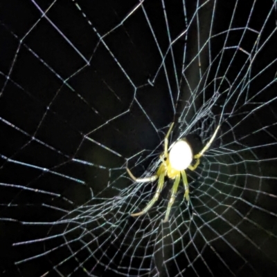 Unidentified Spider (Araneae) at Watson, ACT - 25 Jan 2024 by AniseStar