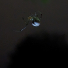 Araneinae (subfamily) at Watson, ACT - 25 Jan 2024 10:32 PM