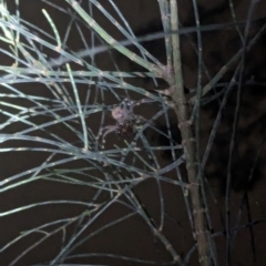 Neosparassus calligaster (Beautiful Badge Huntsman) at Watson Green Space - 25 Jan 2024 by AniseStar