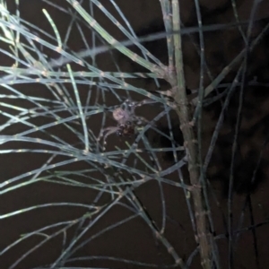 Neosparassus calligaster at Watson Green Space - 25 Jan 2024