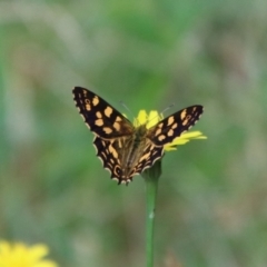 Oreixenica kershawi (Striped Xenica) at QPRC LGA - 25 Jan 2024 by Csteele4