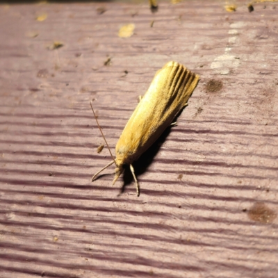 Meyriccia latro (Pyralid moth) at Captains Flat, NSW - 25 Jan 2024 by Csteele4