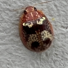 Paropsisterna laesa species complex (Laesa leaf beetle) at Gungahlin, ACT - 24 Jan 2024 by Timberpaddock