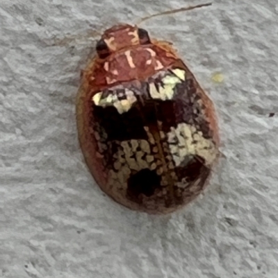 Paropsisterna laesa species complex (Laesa leaf beetle) at Gungahlin, ACT - 24 Jan 2024 by Timberpaddock
