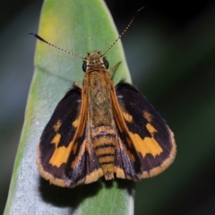 Ocybadistes walkeri (Green Grass-dart) at Brisbane City, QLD - 23 Jan 2024 by TimL