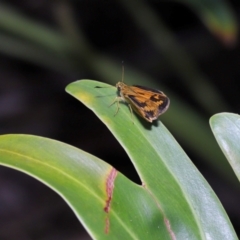 Ocybadistes walkeri at Brisbane City, QLD - 23 Jan 2024 11:18 AM
