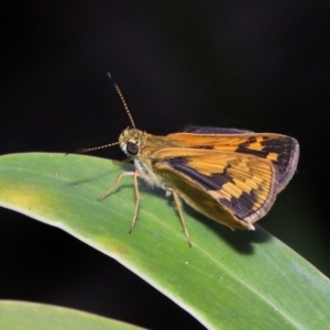 Ocybadistes walkeri at Brisbane City, QLD - 23 Jan 2024 11:18 AM