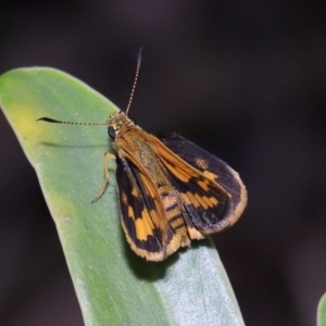 Ocybadistes walkeri at Brisbane City, QLD - 23 Jan 2024 11:18 AM