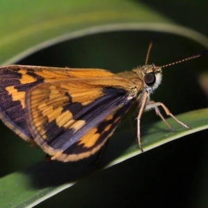 Ocybadistes walkeri at Brisbane City, QLD - 23 Jan 2024 11:18 AM
