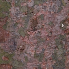 Unidentified Other hunting spider at Brisbane City, QLD - 23 Jan 2024 by TimL