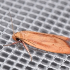 Eochrois dejunctella (A Concealer moth (Wingia Group)) at QPRC LGA - 25 Jan 2024 by DianneClarke