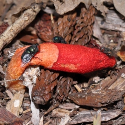 Unidentified Stinkhorn: with a smelly, brownish spore slime at Brisbane City Botanic Gardens - 23 Jan 2024 by TimL