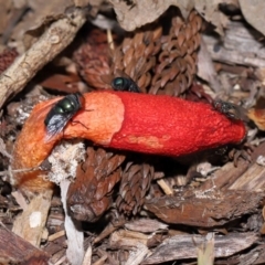 Unidentified Stinkhorn: with a smelly, brownish spore slime at Brisbane City, QLD - 23 Jan 2024 by TimL