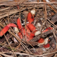 Unidentified Stinkhorn: with a smelly, brownish spore slime at Brisbane City Botanic Gardens - 23 Jan 2024 by TimL