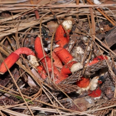 Phallus rubicundus (Phallus rubicundus) at Brisbane City Botanic Gardens - 23 Jan 2024 by TimL