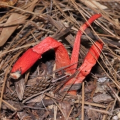 Phallus rubicundus at Brisbane City Botanic Gardens - 23 Jan 2024 12:28 PM