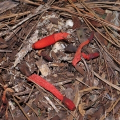 Phallus rubicundus at Brisbane City Botanic Gardens - 23 Jan 2024 12:28 PM