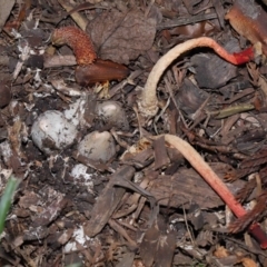 Phallus rubicundus at Brisbane City Botanic Gardens - 23 Jan 2024 12:28 PM