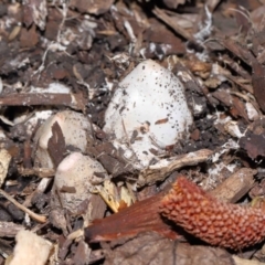 Phallus rubicundus at Brisbane City Botanic Gardens - 23 Jan 2024 12:28 PM
