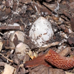 Phallus rubicundus at Brisbane City Botanic Gardens - 23 Jan 2024 12:28 PM