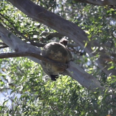 Phascolarctos cinereus (Koala) at Ormiston, QLD - 23 Jan 2024 by TimL