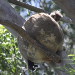 Phascolarctos cinereus at Ormiston, QLD - 24 Jan 2024