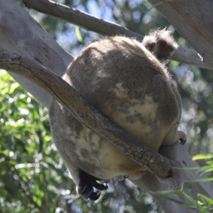 Phascolarctos cinereus at Ormiston, QLD - 24 Jan 2024