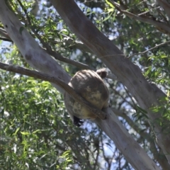 Phascolarctos cinereus at Ormiston, QLD - 24 Jan 2024