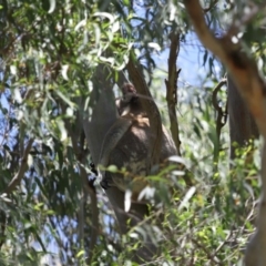 Phascolarctos cinereus at Ormiston, QLD - 24 Jan 2024