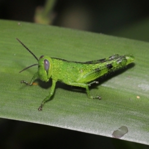 Valanga irregularis at Brisbane City Botanic Gardens - 23 Jan 2024