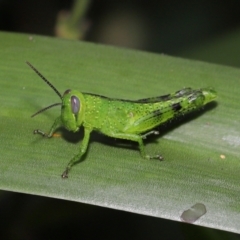 Valanga irregularis (Hedge Grasshopper) at Brisbane City, QLD - 23 Jan 2024 by TimL