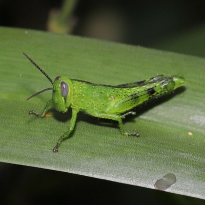 Valanga irregularis (Hedge Grasshopper) at Brisbane City, QLD - 23 Jan 2024 by TimL