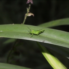 Valanga irregularis at Brisbane City Botanic Gardens - 23 Jan 2024