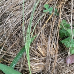 Digitaria sanguinalis (Summer Grass) at Emu Creek Belconnen (ECB) - 26 Jan 2024 by JohnGiacon