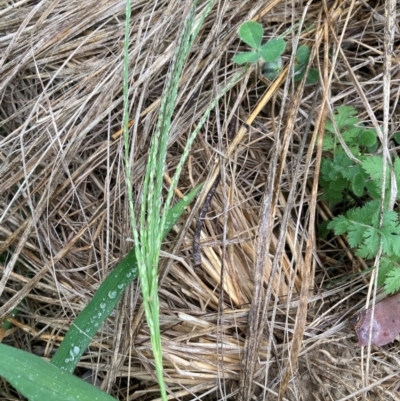 Digitaria sanguinalis (Summer Grass) at Flea Bog Flat to Emu Creek Corridor - 25 Jan 2024 by JohnGiacon