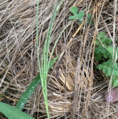 Digitaria sanguinalis (Summer Grass) at Emu Creek Belconnen (ECB) - 25 Jan 2024 by JohnGiacon
