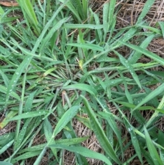 Digitaria sanguinalis at Emu Creek Belconnen (ECB) - 26 Jan 2024 07:31 AM