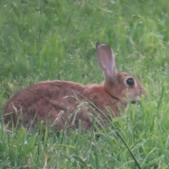 Oryctolagus cuniculus (European Rabbit) at Fyshwick, ACT - 24 Jan 2024 by MatthewFrawley