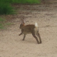 Oryctolagus cuniculus at Jerrabomberra Wetlands - 24 Jan 2024 04:30 PM