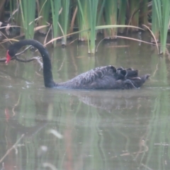 Cygnus atratus (Black Swan) at Fyshwick, ACT - 24 Jan 2024 by MatthewFrawley