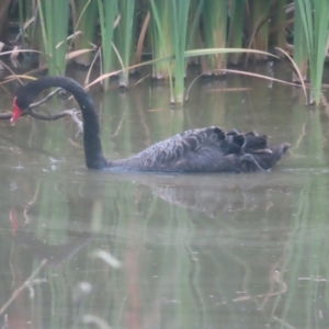 Cygnus atratus at Jerrabomberra Wetlands - 24 Jan 2024