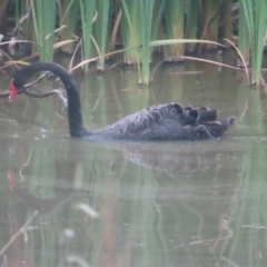 Cygnus atratus (Black Swan) at Jerrabomberra Wetlands - 24 Jan 2024 by MatthewFrawley