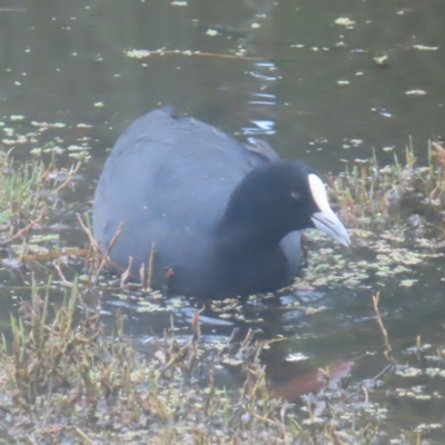 Fulica atra (Eurasian Coot) at Fyshwick, ACT - 24 Jan 2024 by MatthewFrawley