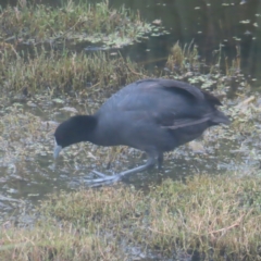 Fulica atra at Jerrabomberra Wetlands - 24 Jan 2024