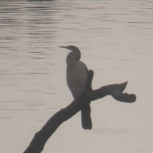 Anhinga novaehollandiae at Jerrabomberra Wetlands - 24 Jan 2024