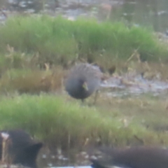 Porzana fluminea (Australian Spotted Crake) at Fyshwick, ACT - 24 Jan 2024 by MatthewFrawley