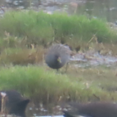 Porzana fluminea (Australian Spotted Crake) at Jerrabomberra Wetlands - 24 Jan 2024 by MatthewFrawley