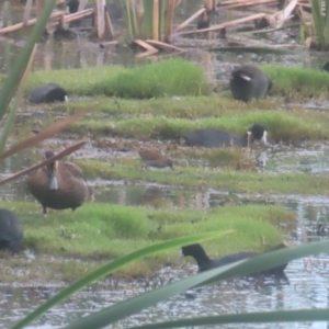 Zapornia pusilla at Jerrabomberra Wetlands - 24 Jan 2024