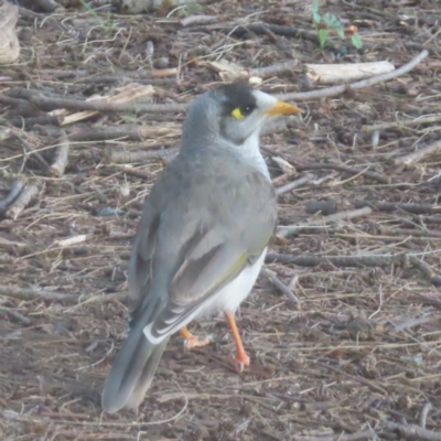 Manorina melanocephala (Noisy Miner) at Greenway, ACT - 24 Jan 2024 by MatthewFrawley