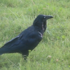 Corvus coronoides (Australian Raven) at Greenway, ACT - 24 Jan 2024 by MatthewFrawley